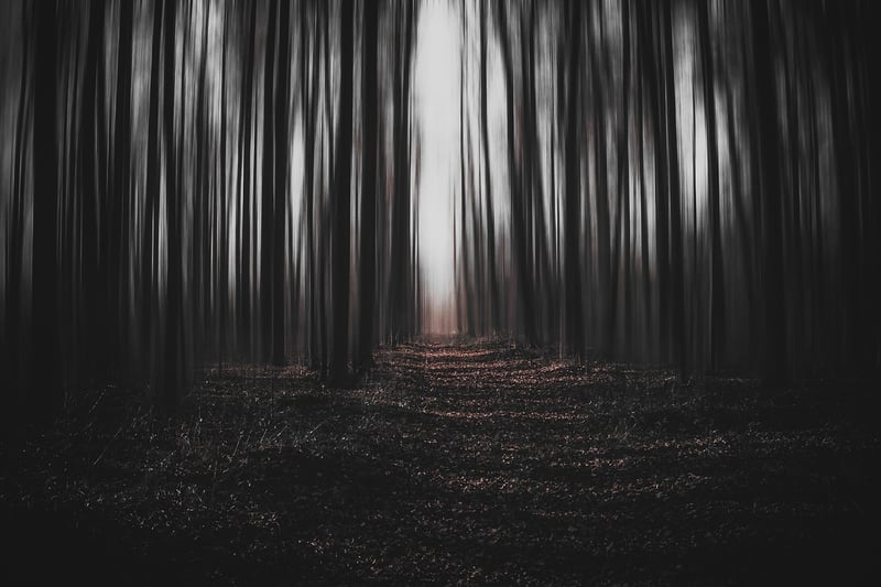 Magic Forest Path